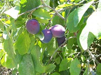 /album/proceso/a100-1977-copiar-jpg/